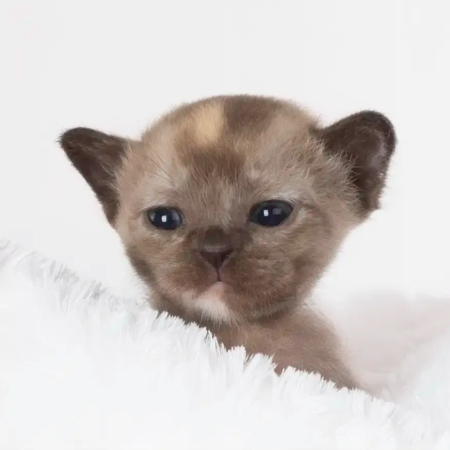 Mimi