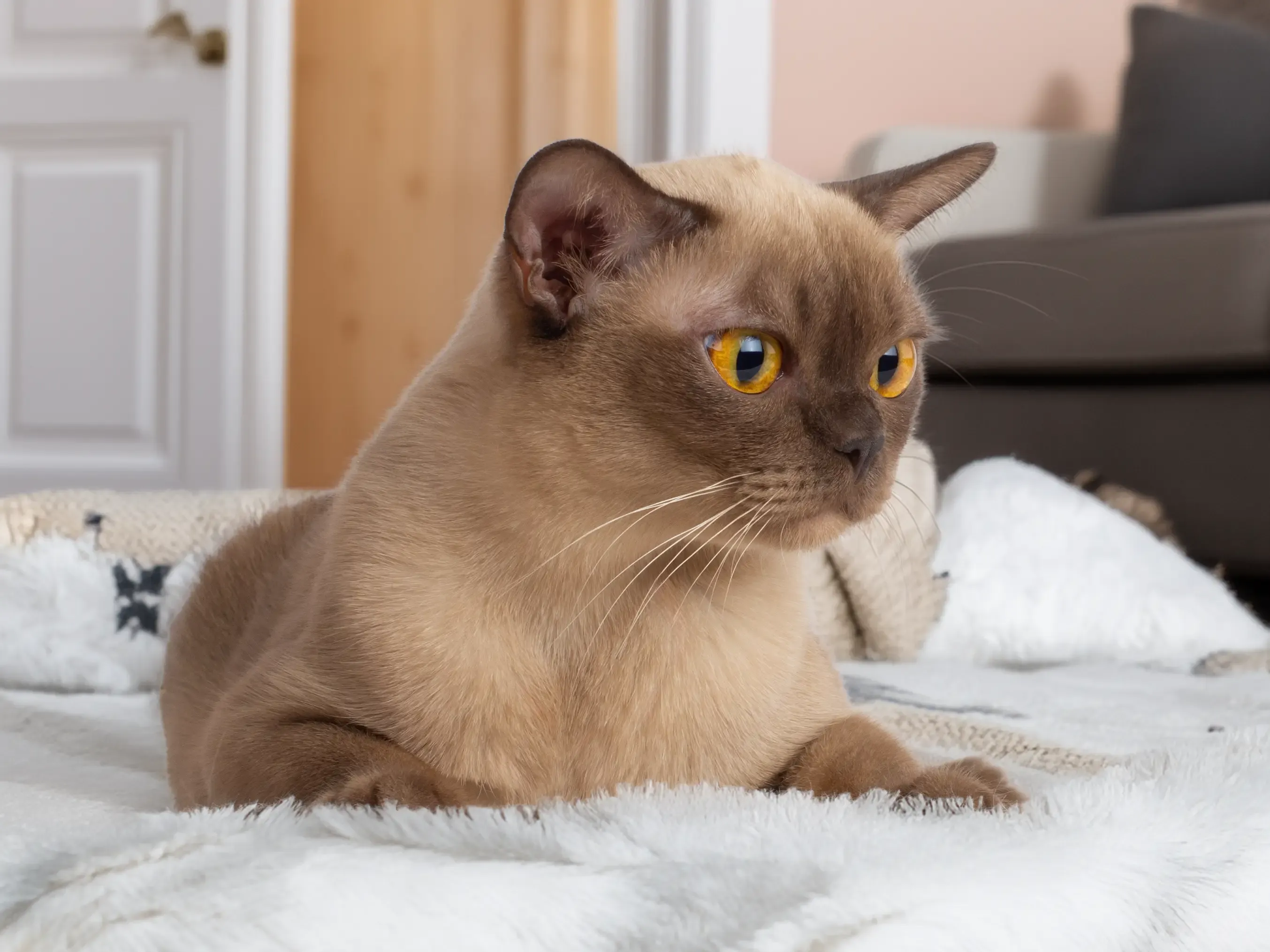 burmese cat Royal Esprit Queen of Magic