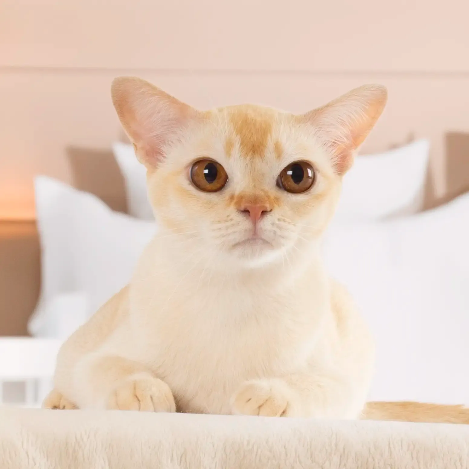 Sweet Ginger