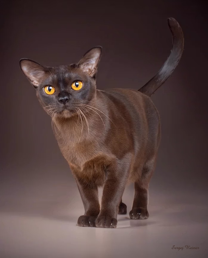 Brown European Burmese cat Royal Esprit Missy Elliott showing warm seal brown colour and golden eyes