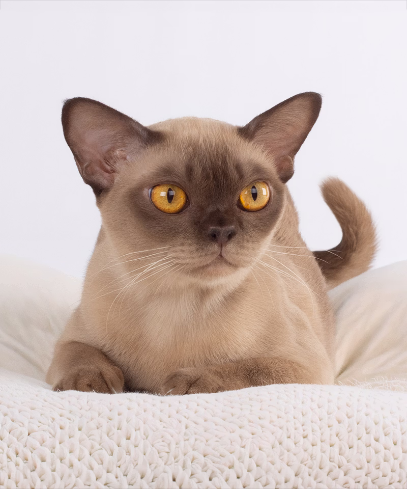 Royal Esprit Hermiona, chocolate European Burmese cat
