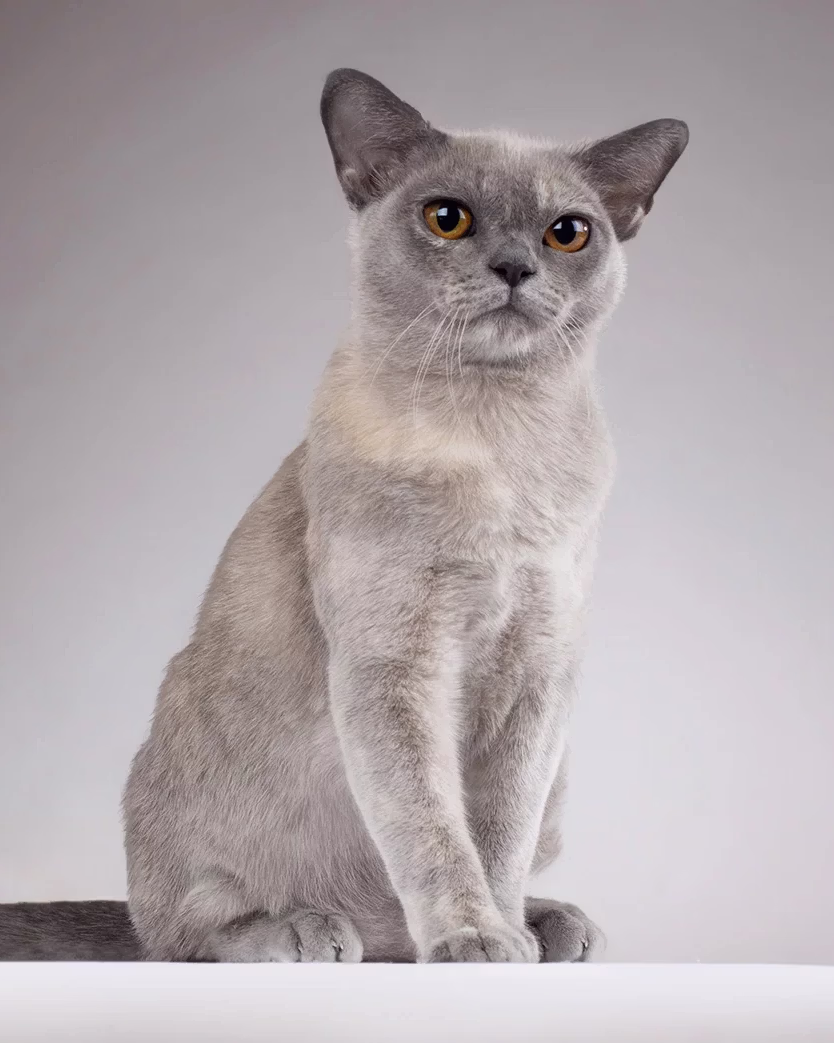Malsan Violet Leia, blue tortie European Burmese cat