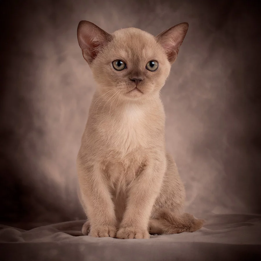 Color del gato Burmese europeo