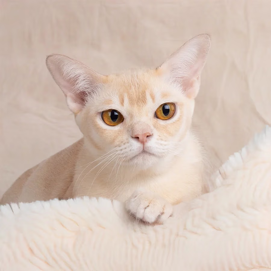 Royal Esprit queen Burmese cat