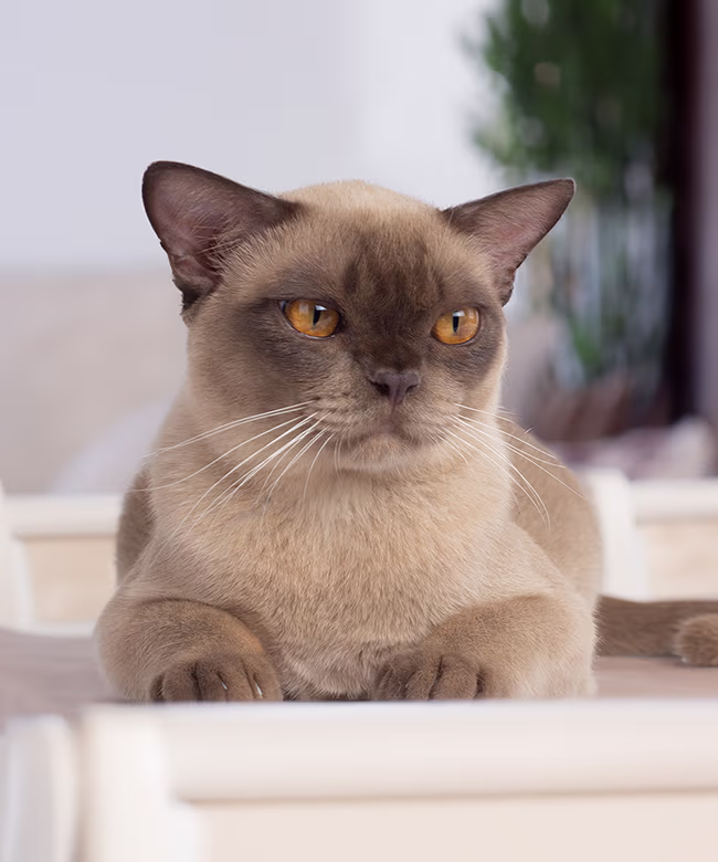 Royal Esprit Burmese breeding cat