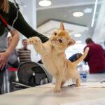 burmese cat