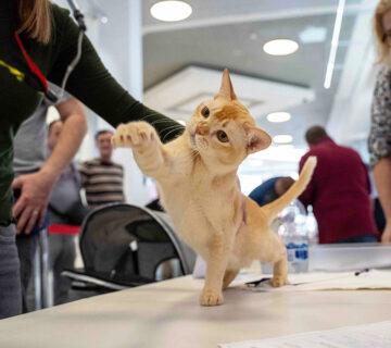 burmese cat