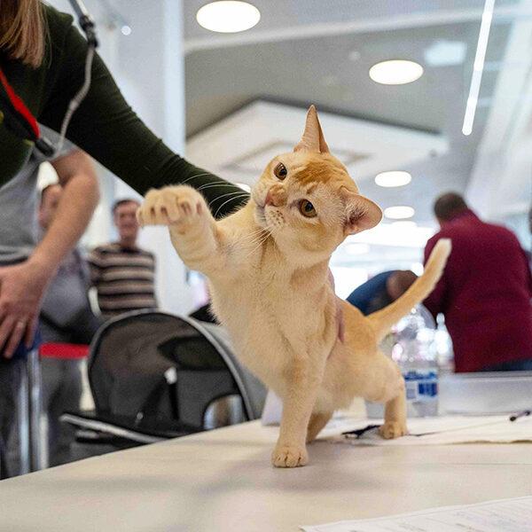 burmese cat