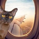 cat in airplain