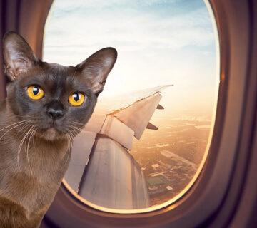 cat in airplain