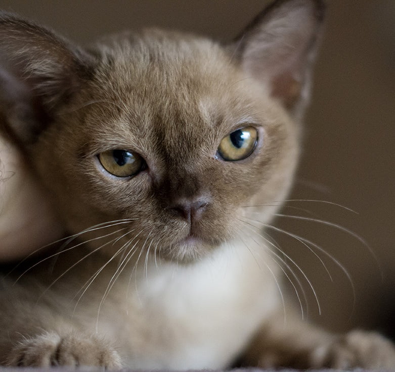 burmese kittens