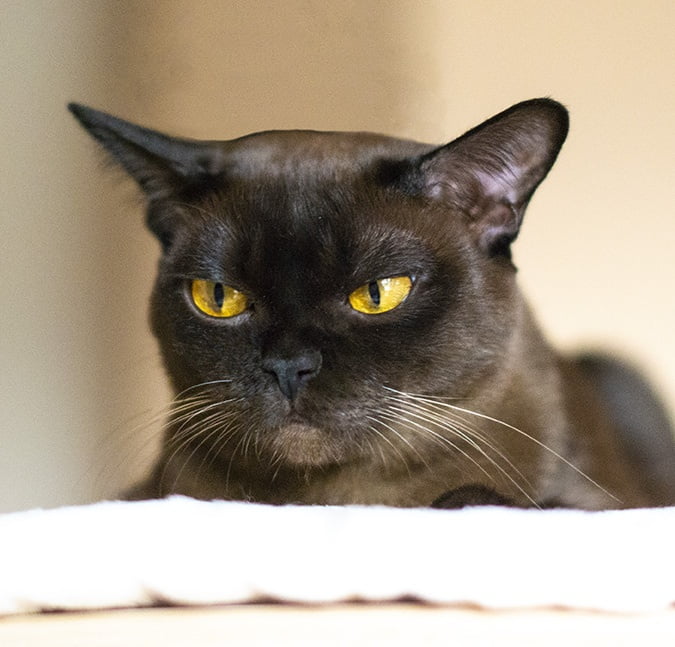 burmese cat