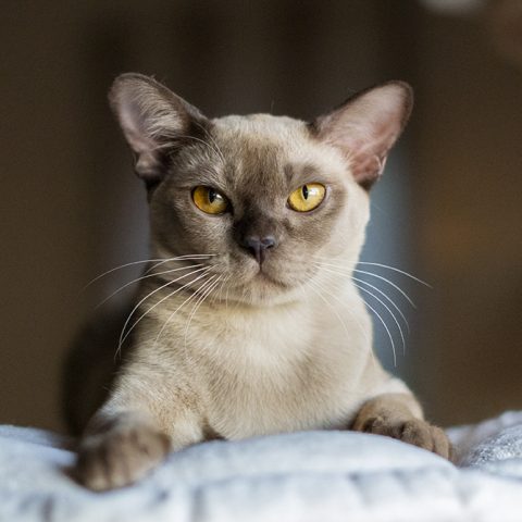 01012022-1sm-sq burmese cat Royal Esprit Amber