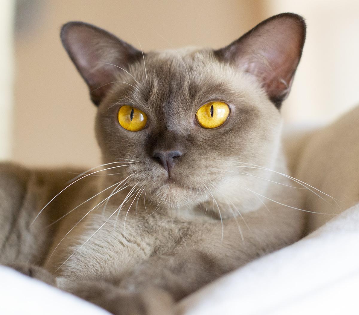 Pana Cotta burmese cat