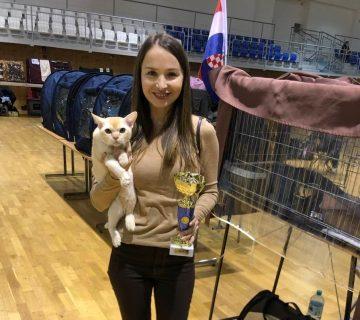 burmese cat Royal Esprit Orange Power