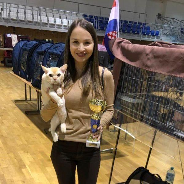 burmese cat Royal Esprit Orange Power