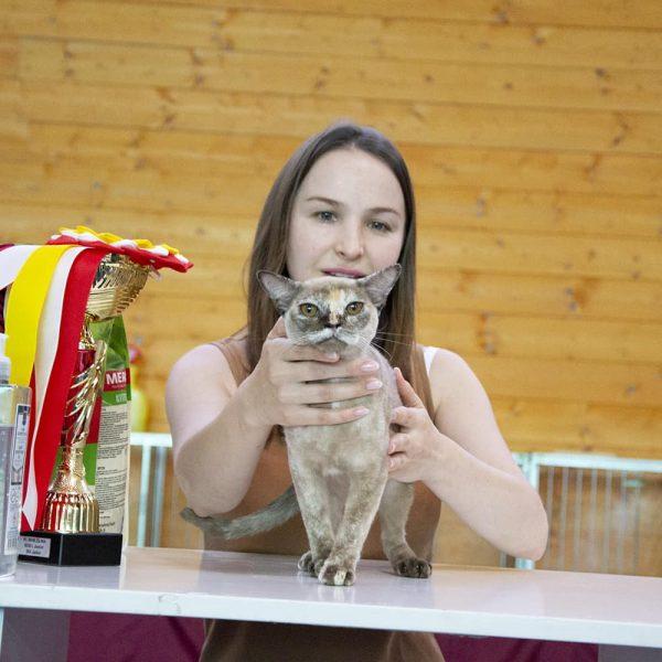 burmese cat