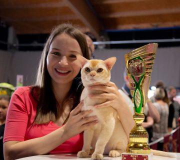burmese cat