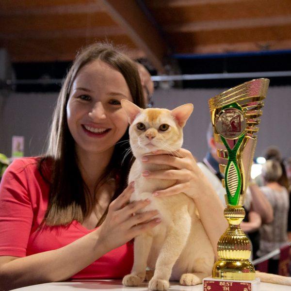 burmese cat
