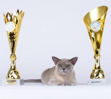 burmese cat