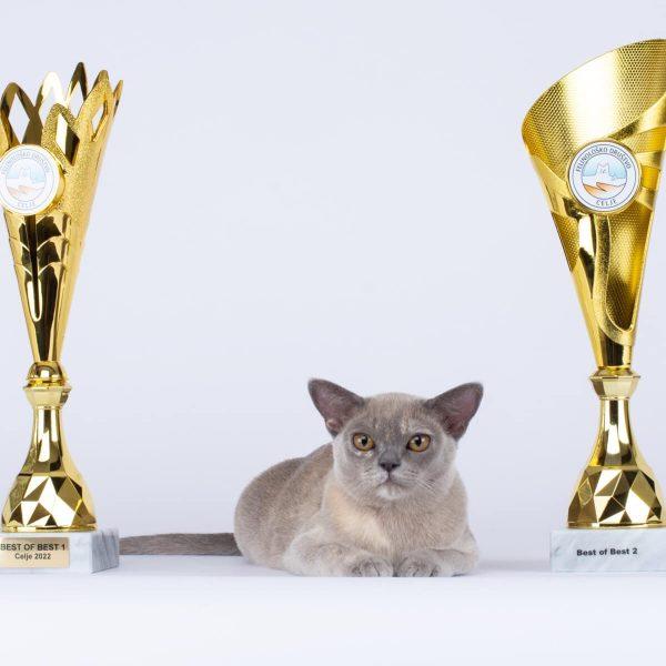 burmese cat