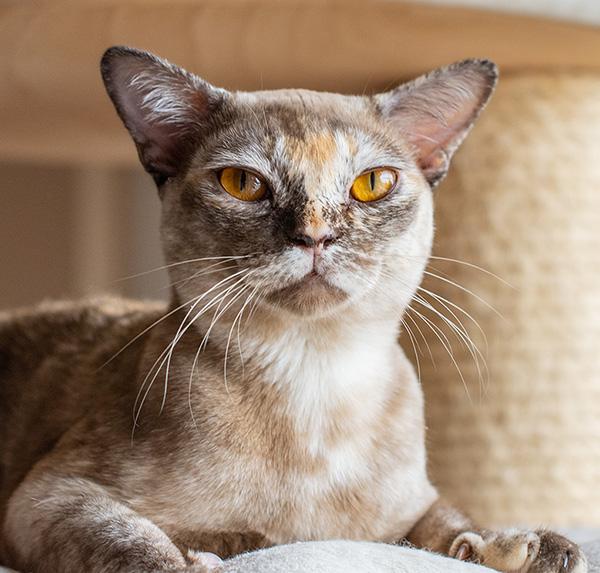 Discover the 10 Beautiful Burmese Cat Colors Royal Esprit Burmese Cattery