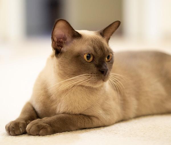 Discover the 10 Beautiful Burmese Cat Colors Royal Esprit Burmese Cattery