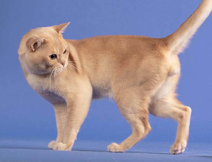 Discover the 10 Beautiful Burmese Cat Colors Royal Esprit Burmese Cattery