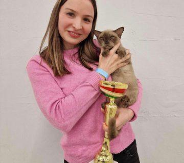 burmese cat