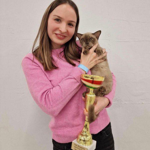 burmese cat