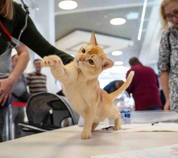 burmese cat