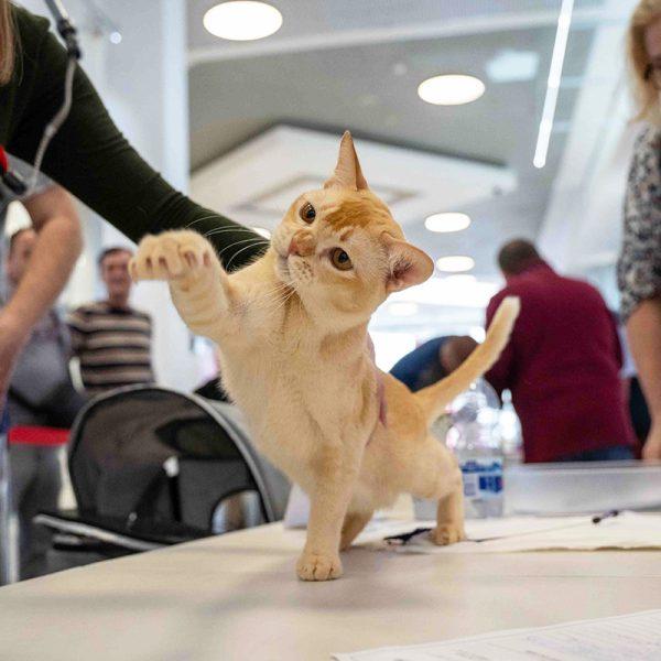 burmese cat