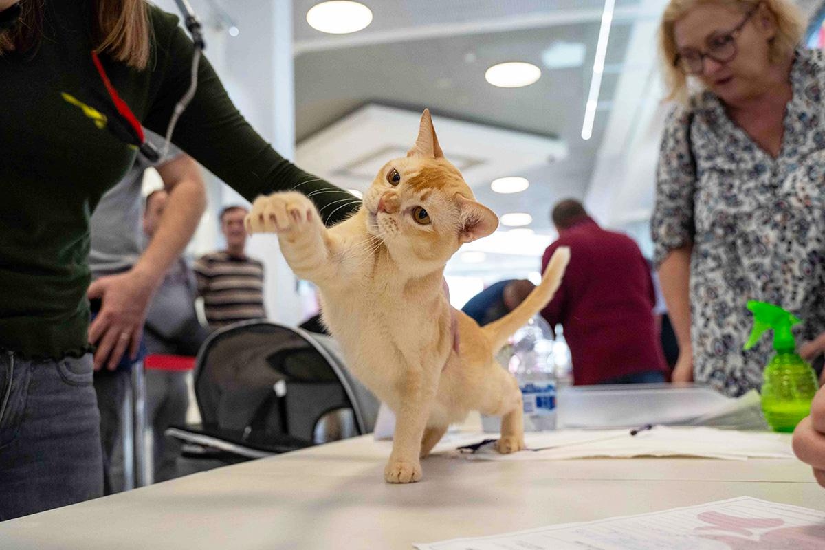 burmese cat