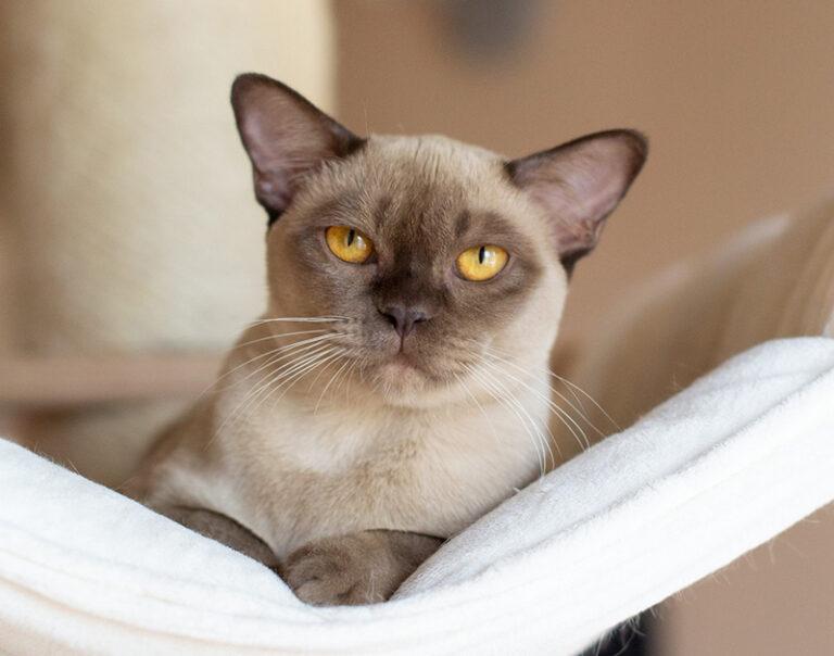 Discover the 10 Beautiful Burmese Cat Colors Royal Esprit Burmese Cattery
