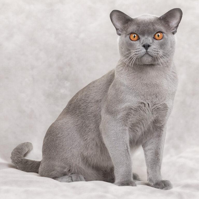Discover the 10 Beautiful Burmese Cat Colors Royal Esprit Burmese Cattery