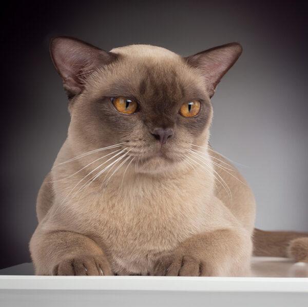 BurmaKatzenzucht Royal Esprit European Burmese