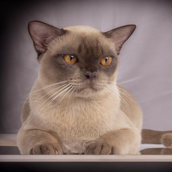 burmese cat