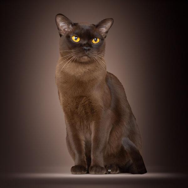 burmese cat
