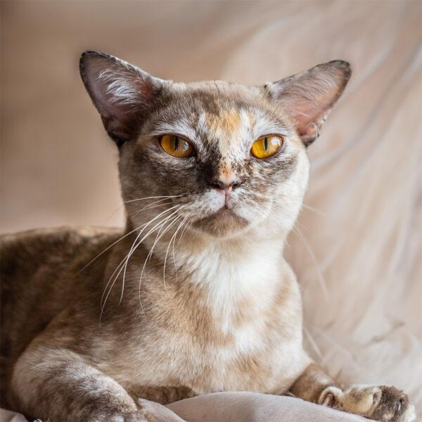 burmese cat