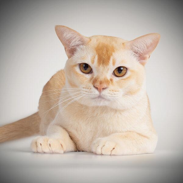 burmese cat