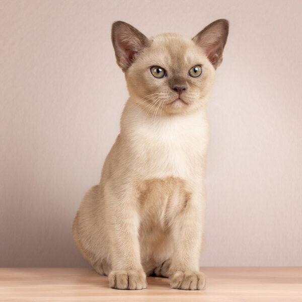 burmese kitten