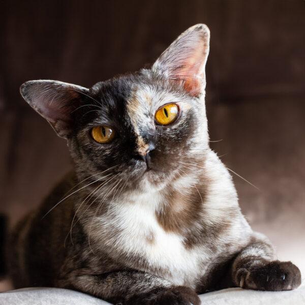 burmese cat