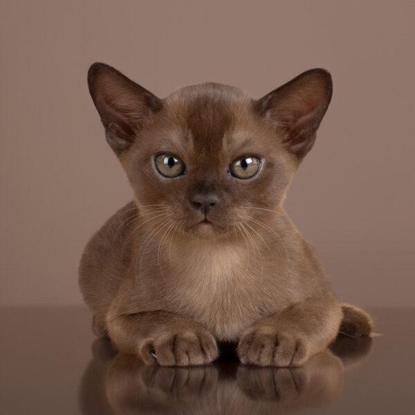 burmese kitten