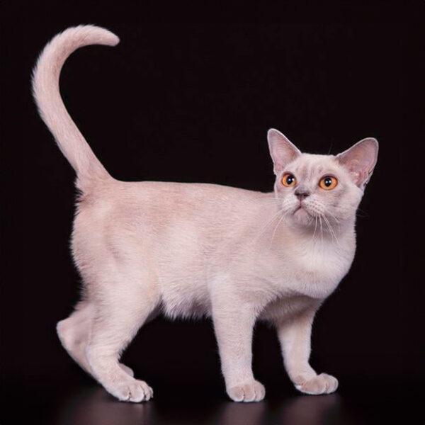 Discover the 10 Beautiful Burmese Cat Colors Royal Esprit Burmese Cattery