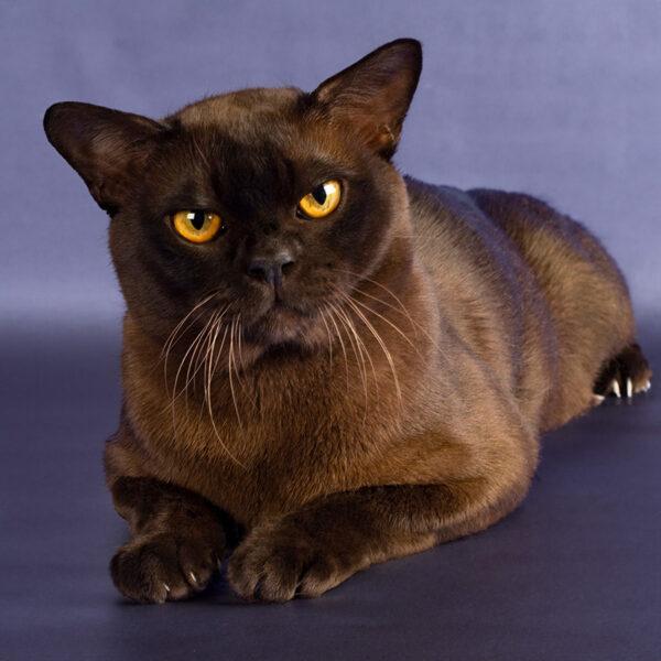 burmese cat