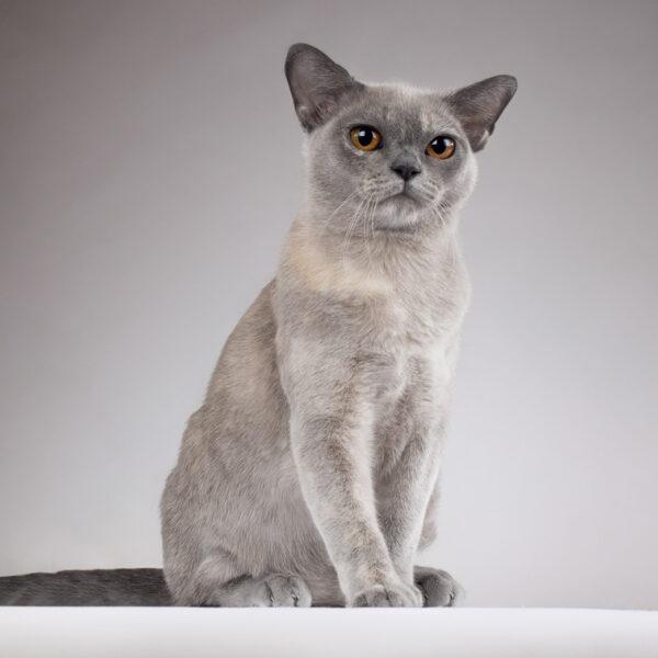 burmese cat
