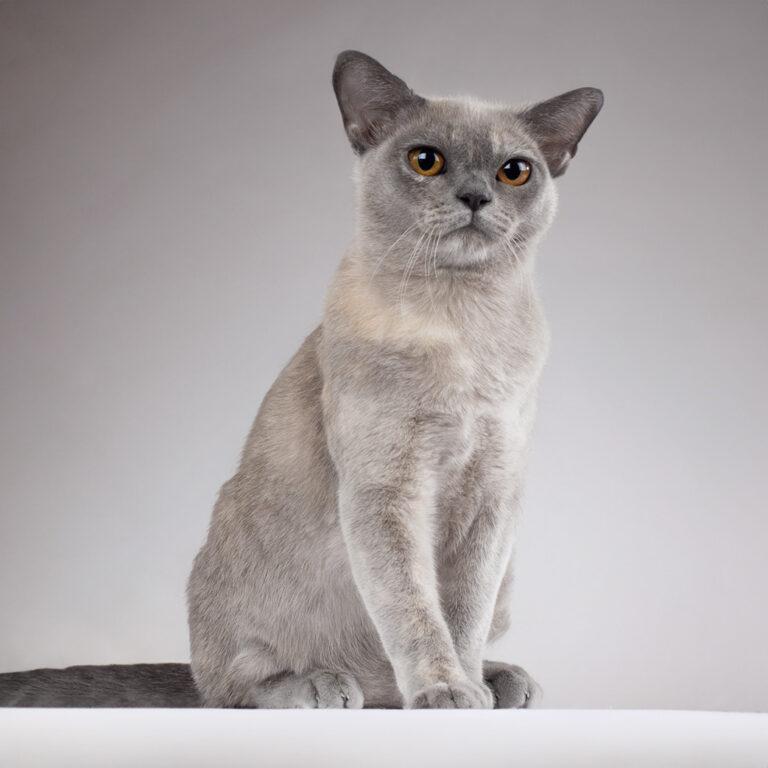 Discover the 10 Beautiful Burmese Cat Colors Royal Esprit Burmese Cattery