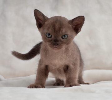 burmese kitten