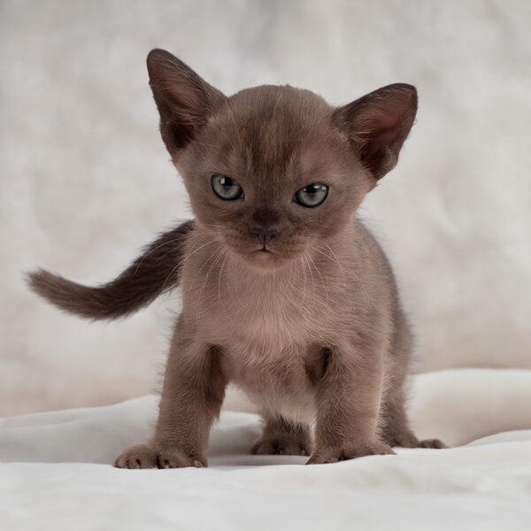 burmese kitten