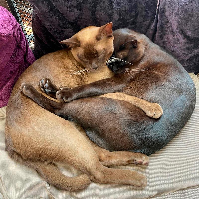 cats